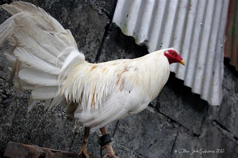 manok panabong images.